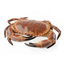 Wild Live Atlantic Crab  from FRESH EXPRESS