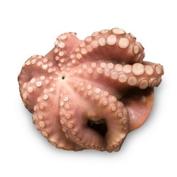 Octopus Frozen 500-800g
