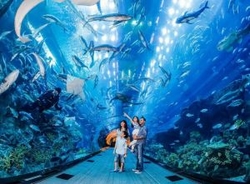 Dubai Mall Aquarium And Underwater Zoo Tickets from FOREVER TOURISM