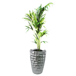Kentia Palm  from SPRING ROSE SOUQ