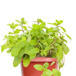Mint plants from SPRING ROSE SOUQ