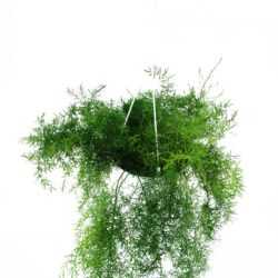 Asparagus Hanging Plant from SPRING ROSE SOUQ