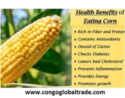 Yellow Maize Seed/ Corn