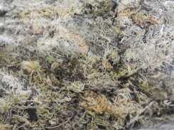 Natural Sphagnum Moss  from DUBAI GARDEN CENTRE