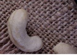 Cashew Nuts from AL SAQR TRADING