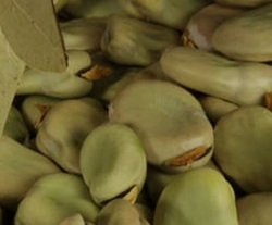 Fava Beans from AL SAQR TRADING