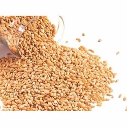 Wheat from SORATHIYA INTERNATIONAL PVT. LTD.