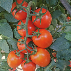 T193 Productive Semi Determinate Saladette Tomato Seed