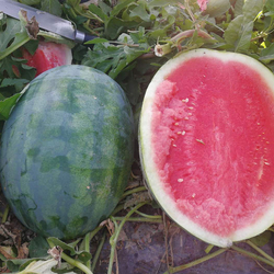 WS65 Seedless Watermelon Seed Variety from SHIJIAZHUANG LIANSHOU SEEDS CO., LTD