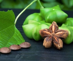 Spices & Herbs Products: Sacha Inchi (Plukenetia volubilis)