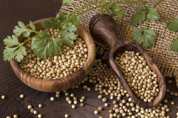 Coriander Herbs and Spices