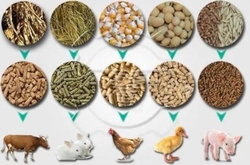 Animal feed from INTERCONTINENTAL TRADING PTY LTD