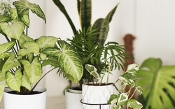 indoor and outdoor plants in Dubai from HELLO SHOP ONLINE