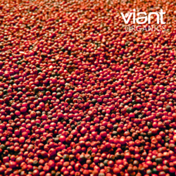 Organic Finger Millet from VIANT ORGANICS PRIVATE LIMITED