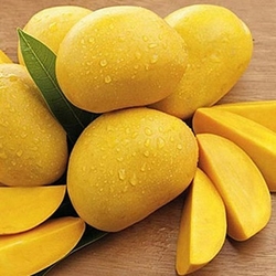 High Quality Vietnam Mango in Vietnam Competitive Price 2024 from NAM VAN LONG CO., LTD