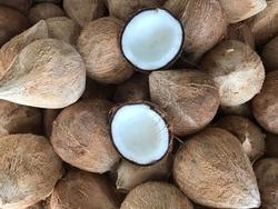 Best Sale High Quality Dried Coconut Best Price 2024