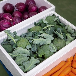 Styrofoam Vegetable Boxes from FORMA INSULATION 