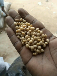 Nigerian Non-GMO Soybeans – Grade A
