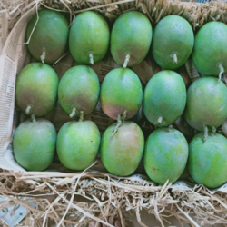 Premium GI-Tagged Ratnagiri Alphonso Mangoes – Naturally Ripened King of Fruits | Almoraz Greens (5 KG Box, Triple AAA Export Quality, 300–350g Each)