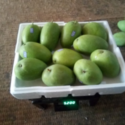Premium GI-Tagged Ratnagiri Alphonso Mangoes – Naturally Ripened King of Fruits | Almoraz Greens (5 KG Box, Triple AAA Export Quality, 300–350g Each)