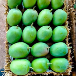 Premium GI-Tagged Ratnagiri Alphonso Mangoes – Naturally Ripened King of Fruits | Almoraz Greens (5 KG Box, Triple AAA Export Quality, 300–350g Each)