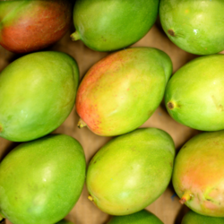 Premium GI-Tagged Ratnagiri Alphonso Mangoes – Naturally Ripened King of Fruits | Almoraz Greens (5 KG Box, Triple AAA Export Quality, 300–350g Each)
