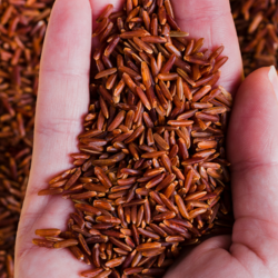 Naturally Grown Original Patni Red Rice – Traditional Indian Supergrain | Rich in Antioxidants & Minerals | Almoraz Greens (1 KG / 5 KG)