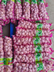Fresh Garlic from SHANGHAI HEMI SUPPLY CHAIN TECHNOLOGY CO., LTD