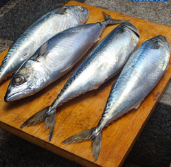 China New Arrival  Seafrozen Mackerel