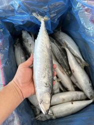 China New Arrival  Seafrozen Mackerel