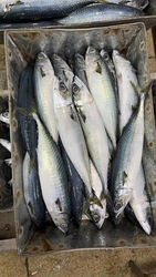 China New Arrival  Seafrozen Mackerel