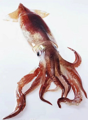 China New Coming  Fresh Catch Pure Squid from YUNGER SEAFOODS LIMITED