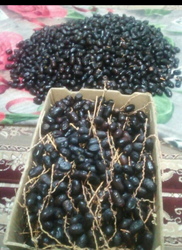 FRUITS from KADOUS IMPORT EXPORT FZCO