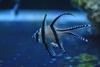 Kaudern's/Banggai Cardinalfish - Captive-Bred
