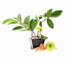 RED GUAVA PLANT 