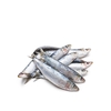 small UAE sardines